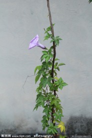 牵牛花 藤条