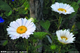 白色小花
