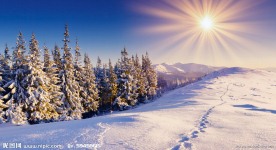 山顶雪松