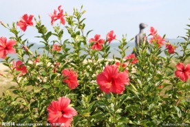 扶桑花