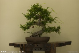 室内观赏树