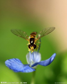 食蚜蝇
