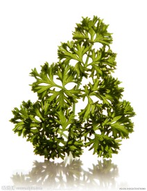 绿植摄影