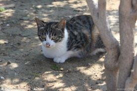 家猫