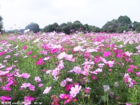格桑花