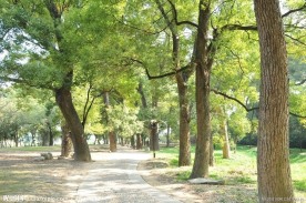 漳平市榉子洲公园