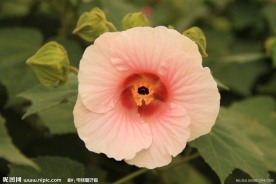芙蓉花