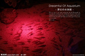 长风公园水族馆游记