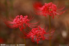 彼岸花