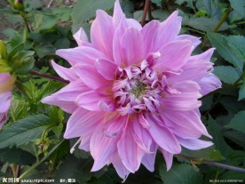 菊花类