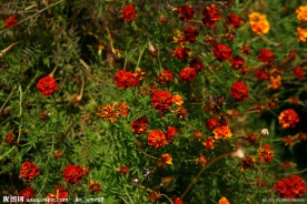 鲜花草丛