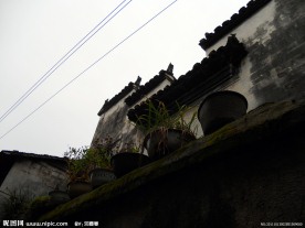 墙上的花盆