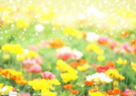 美丽鲜花