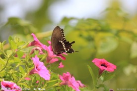 蝶恋花