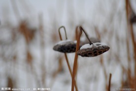 残荷