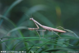 螳螂