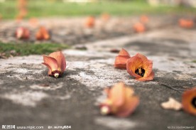 落花