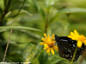 蝴蝶与花