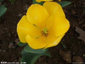 花卉类
