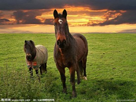 草原骏马
