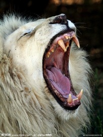 血口大张的狮子