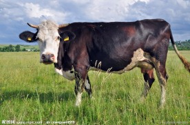 奶牛图片