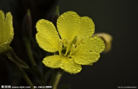 小黄花特写