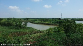 上海崇明东滩湿地照片