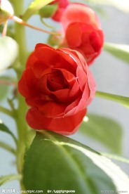 靓丽的绿叶红花