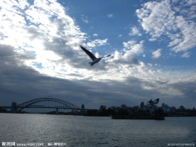 海鸥 大海