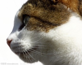 一只猫