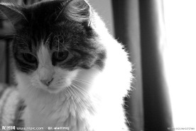 一只猫