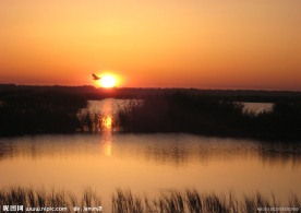 夕阳飞鸟