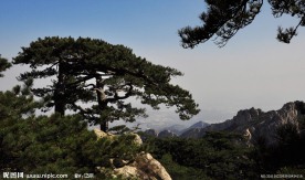 泰山姊妹松