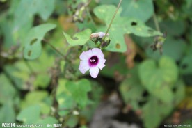 红花