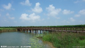 上海崇明东滩湿地照片