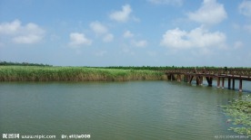 上海崇明东滩湿地照片