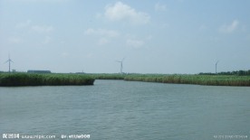 上海崇明东滩湿地照片