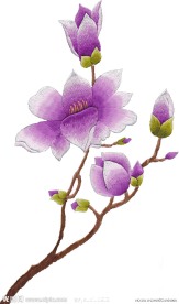 玉兰花 白底版
