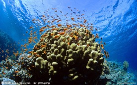 海底生物