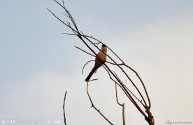 树枝上的鸟