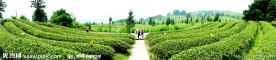 茶场风光
