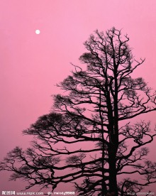 明夜 枯树 孤寂