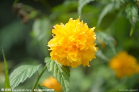 重瓣棣棠花
