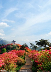 杜鹃花