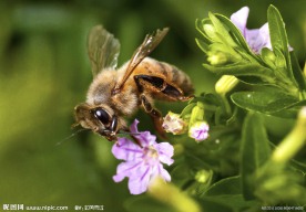 蜜蜂