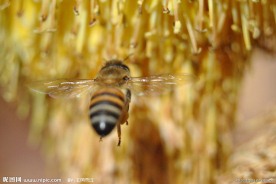 蜜蜂