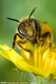 蜜蜂