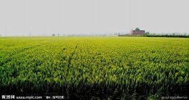 我的农场