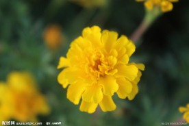 小黄花特写